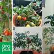 Gojenje paradižnika v stanovanju pozimi - osebna izkušnja s sklepi in sortami