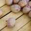 Priprava gomolja krompirja za sajenje: kako paziti na pomembne točke