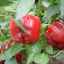 Značilnosti in opis sorte poper kalifornijskega čudeža, še posebej raste