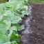 Kako in kako je najbolje nahraniti zelje po sajenju v tla, sheme in pravila gnojenja