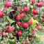 Kako posaditi jablane in skrbeti zanje