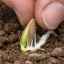 Kdaj in kako posaditi semena bučk v odprto tla