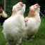 Opis piščanci faverol, produktivnost pasme, njeno vzdrževanje in nega