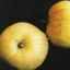 Opis sorte jabolk nadežda (taganay)