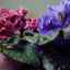Domača nega za cvetno vijolico, presaditev in razmnoževanje